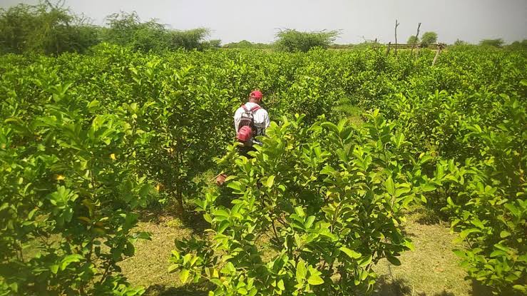 Guava Field