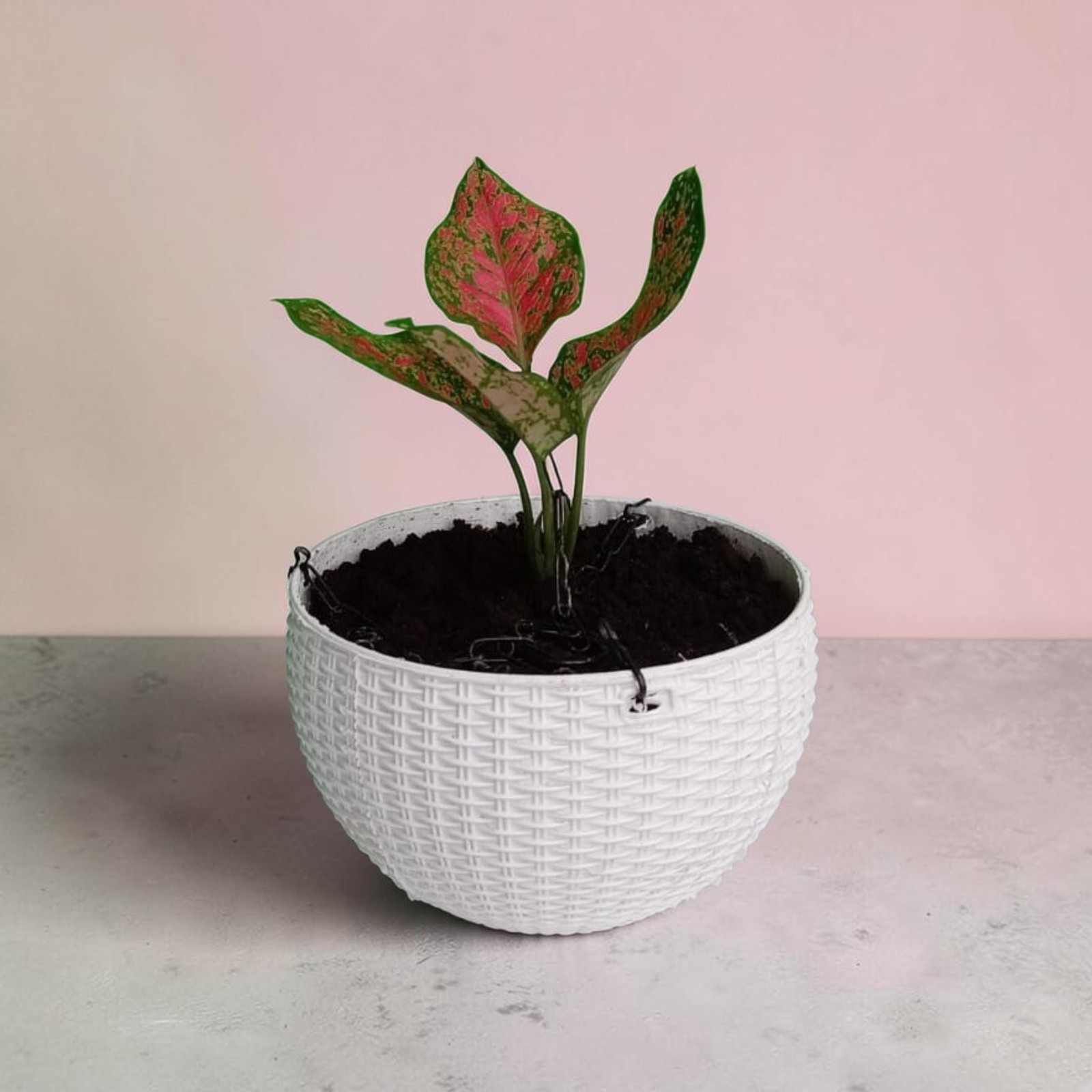 Aglaonema