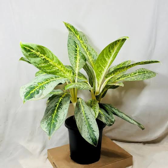 Aglaonema