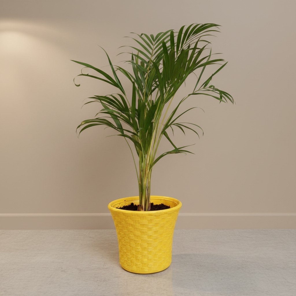 Areca Palm