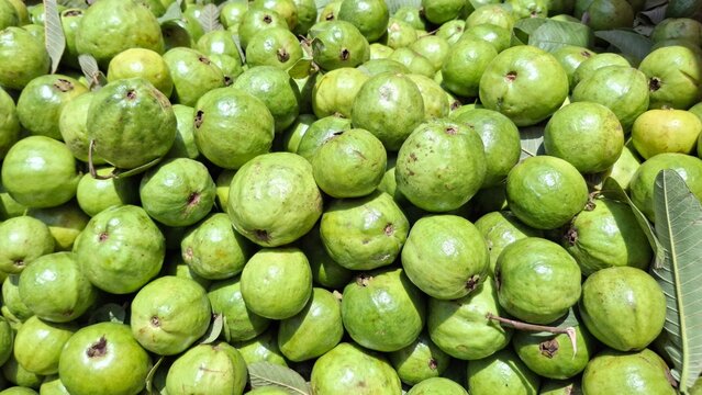 Fresh Guava