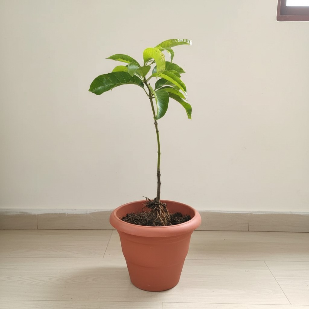 Langra Mango
