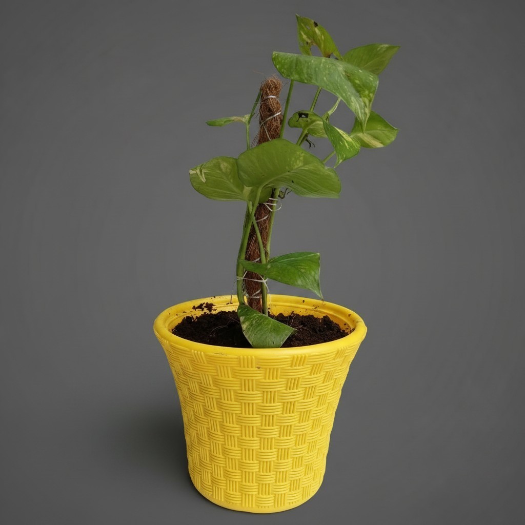 Money Plant