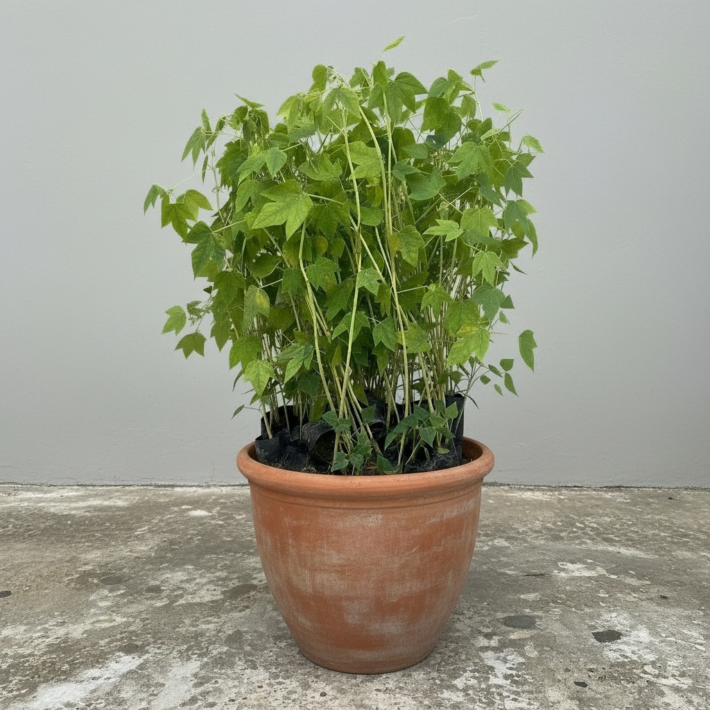 Papaya