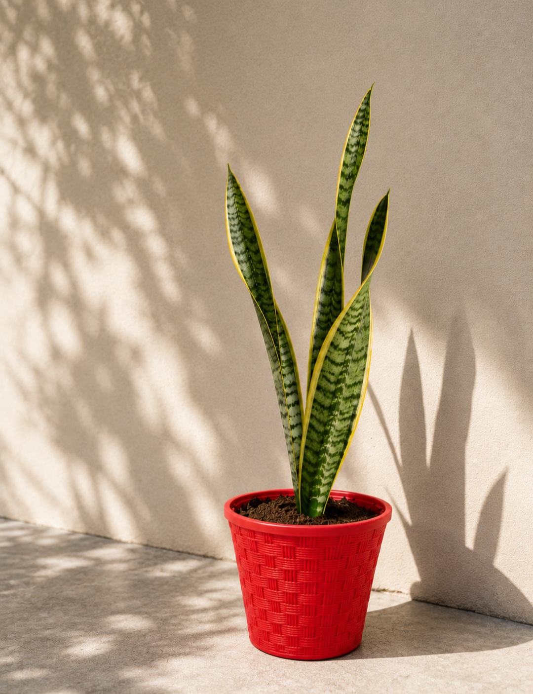 Snake Plant