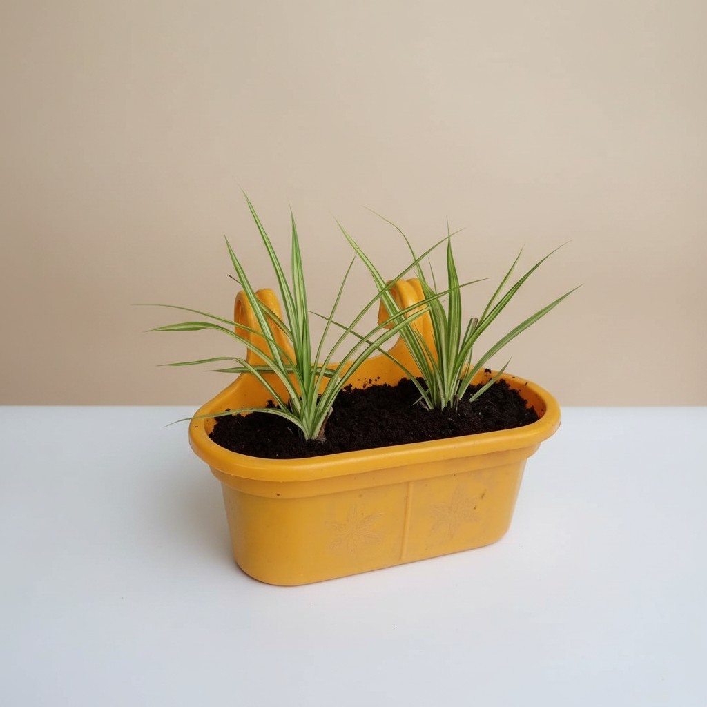 Spider Plant