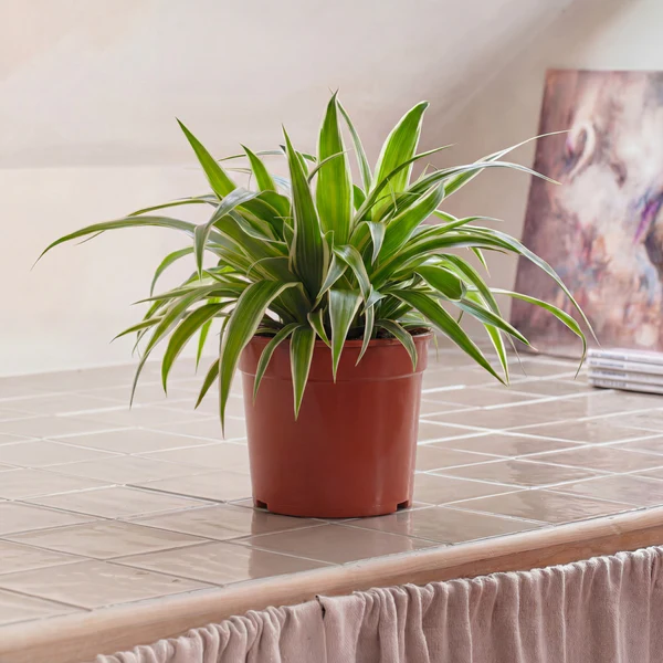 Spider Plant